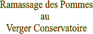 Ramassage des Pommes
au 
Verger Conservatoire